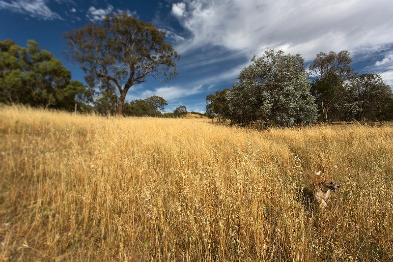 in the long grass2.jpg